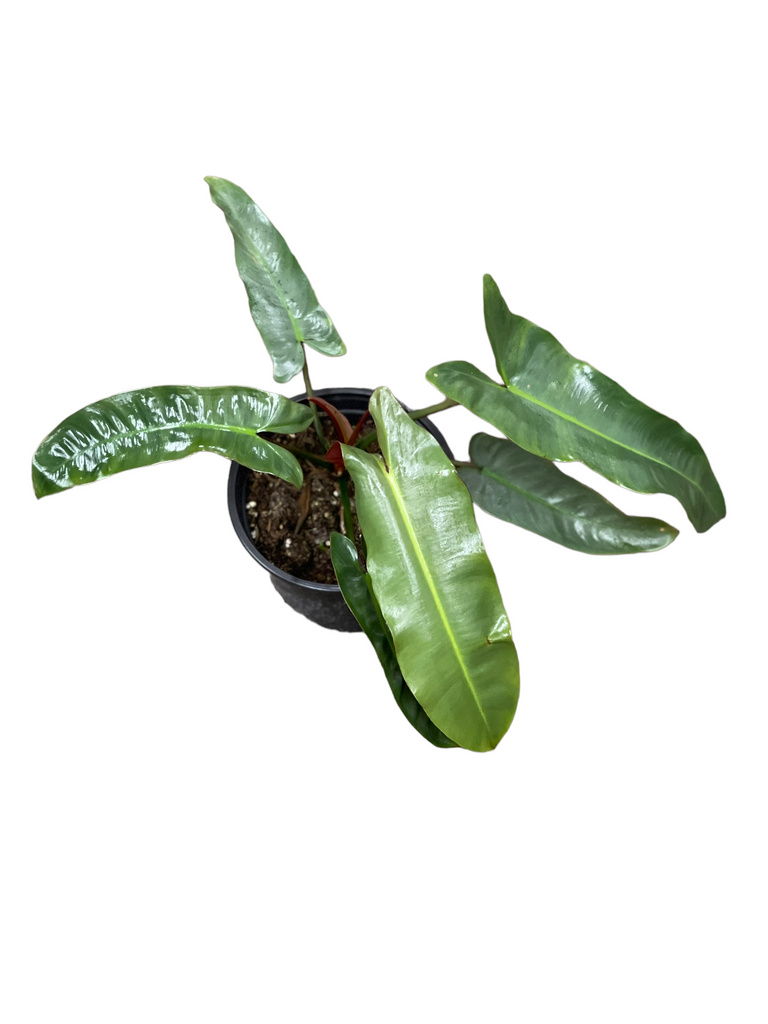 Philodendron Atabapoense – Jordan's Jungle