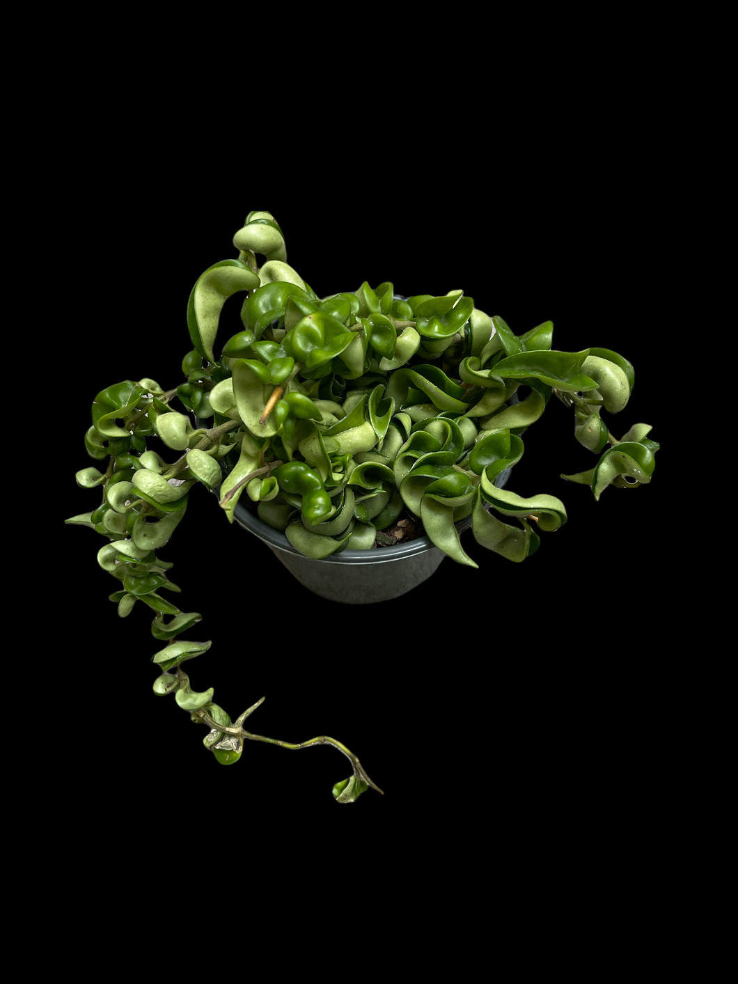 Hoya compacta 'Hindu Rope'