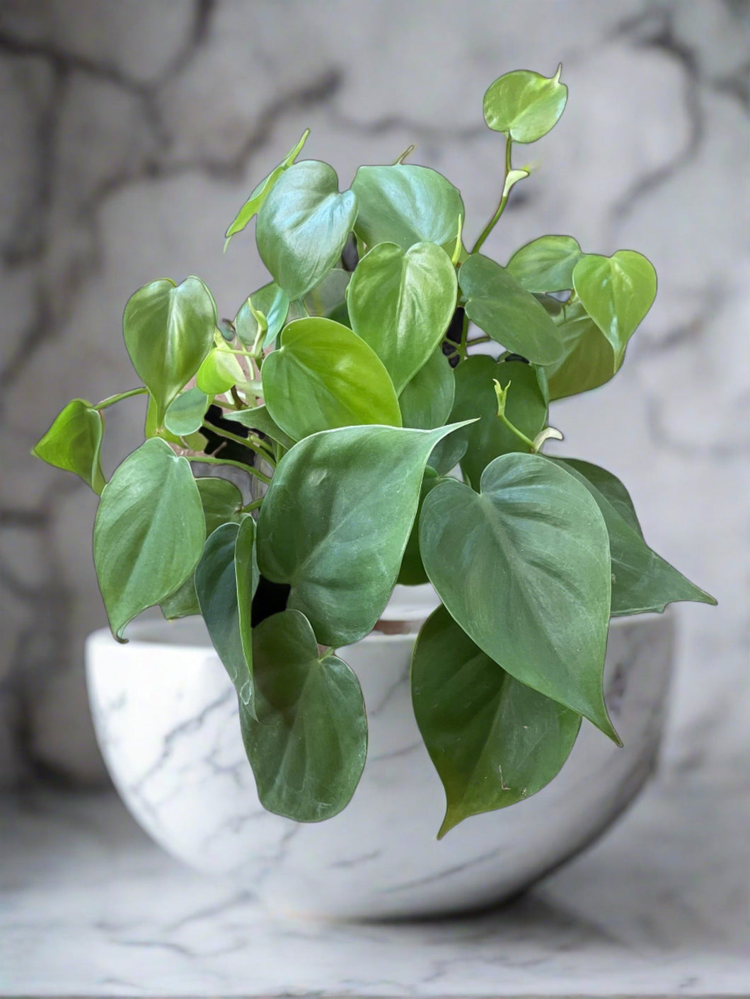 Philodendron cordatum