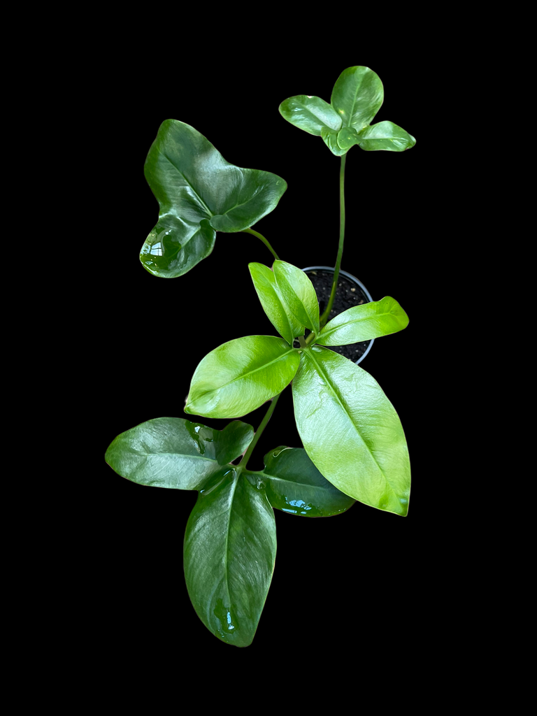Thaumatophyllum Spruceanum (Philodendron Goeldii) – Jordan's Jungle