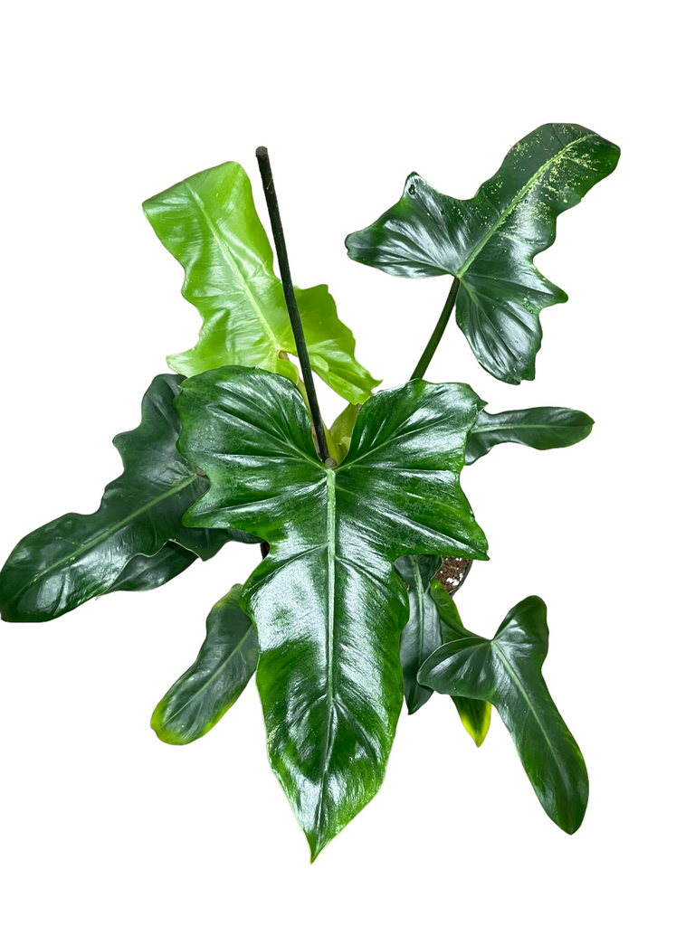 camouflage philodendron Philodendron 'Golden Dragon' – Jordan's Jungle