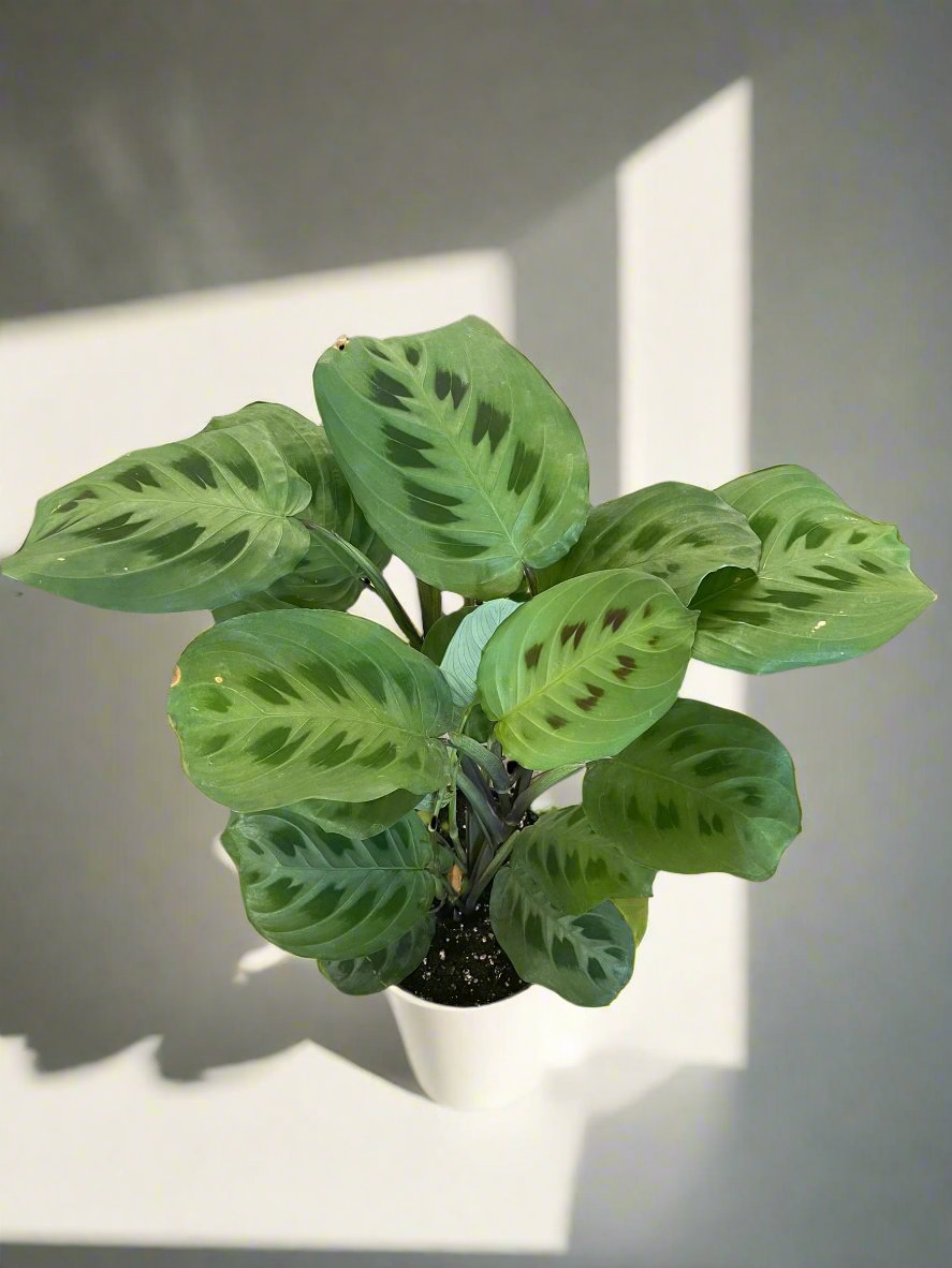 Maranta leuconeura (Green)
