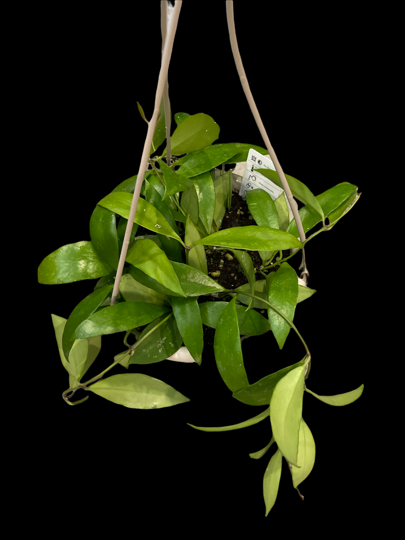 Hoya Gracilis
