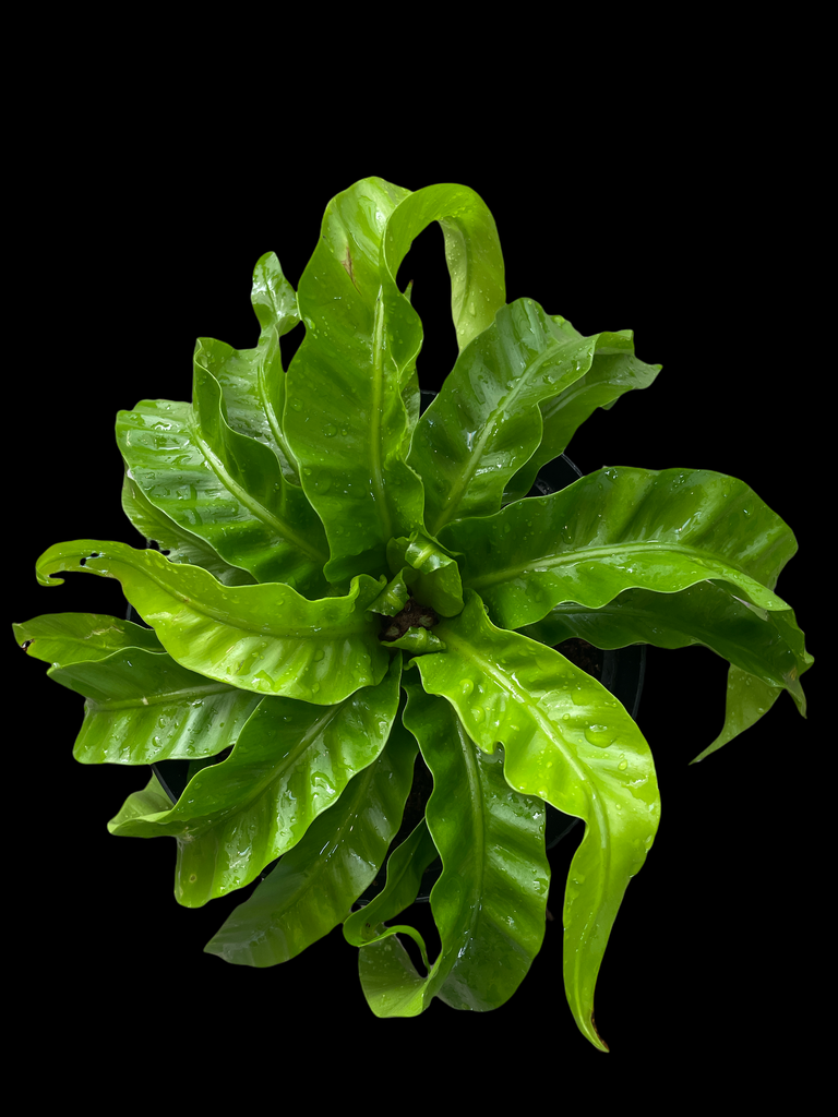 Hurricane Bird's Nest Fern - Asplenium antiquum