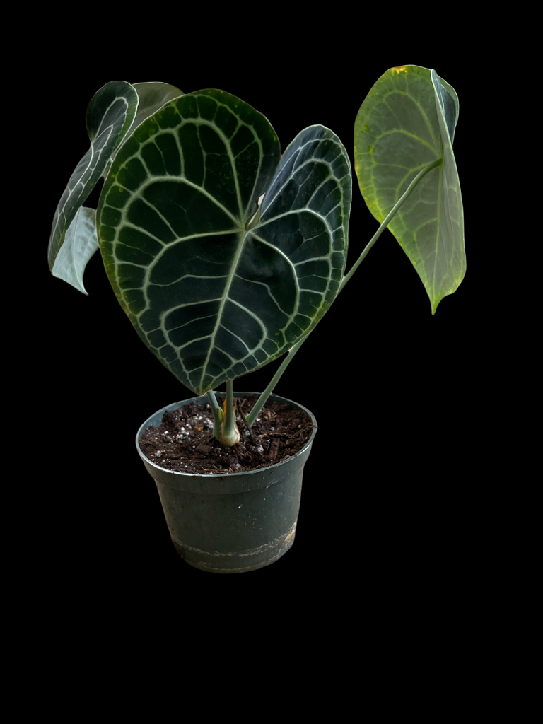 anthurium clarinervium vendita Anthurium Clarinervium – Jordan's Jungle