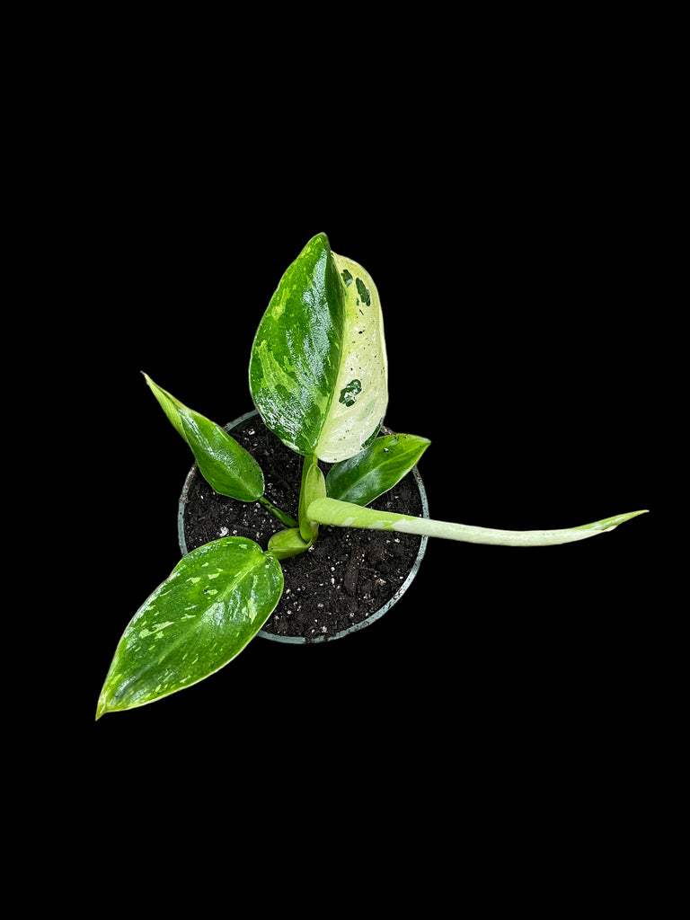 Philodendron Jose Buono Variegata – Jordan's Jungle