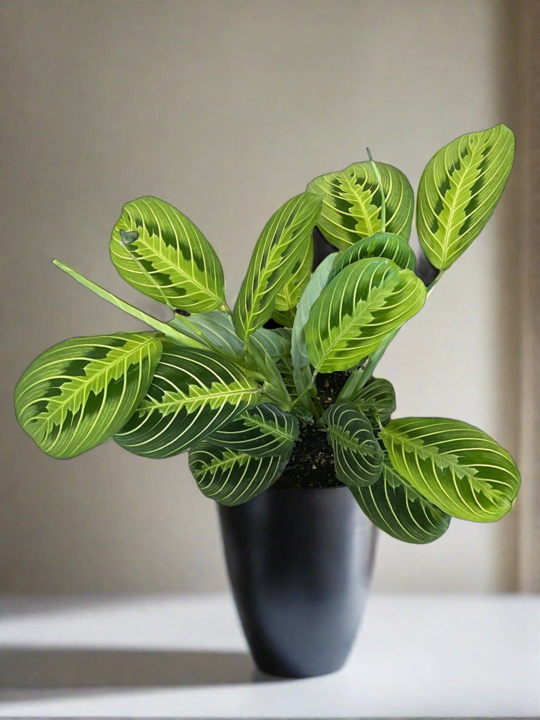 Maranta leuconeura (Lemon Lime)
