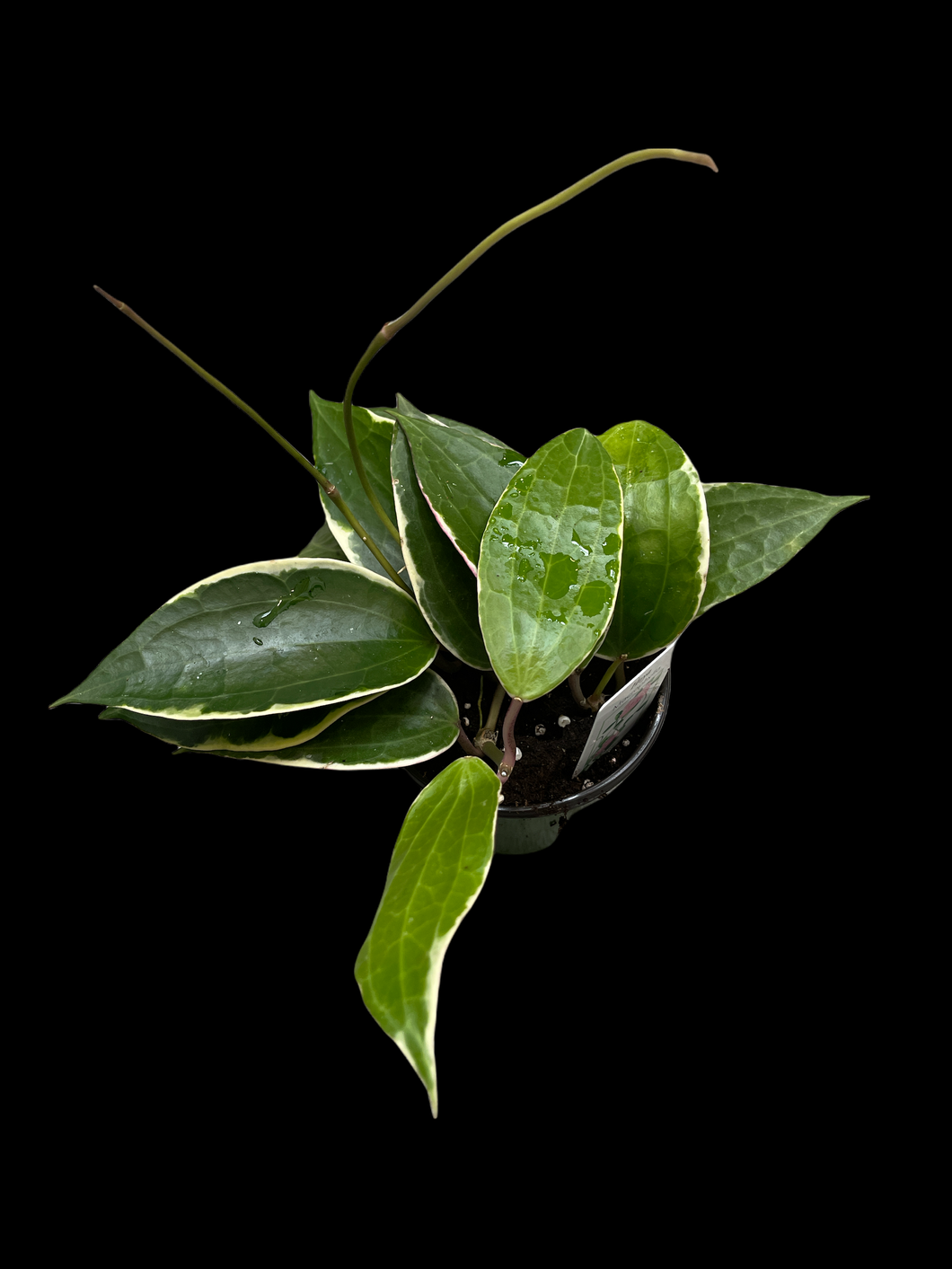 Hoya Macrophylla variegata