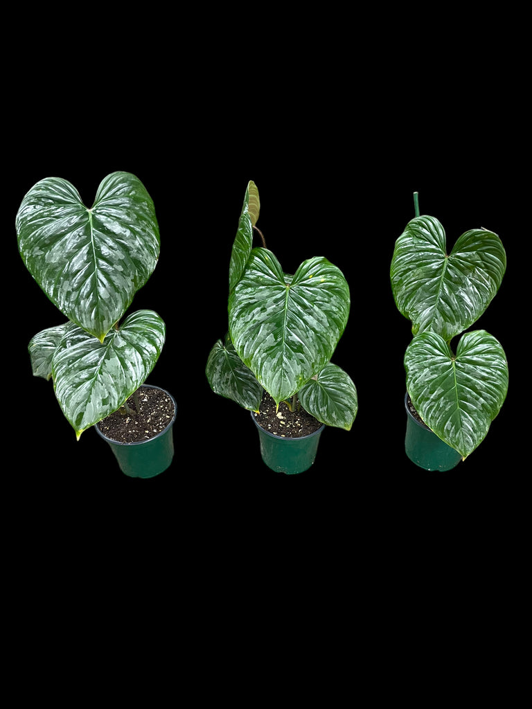 Philodendron Majestic – Jordan's Jungle