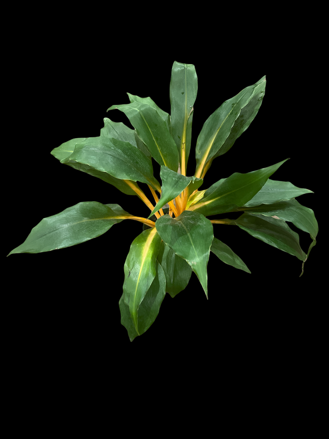Chlorophytum 'Mandarin Spider Plant'