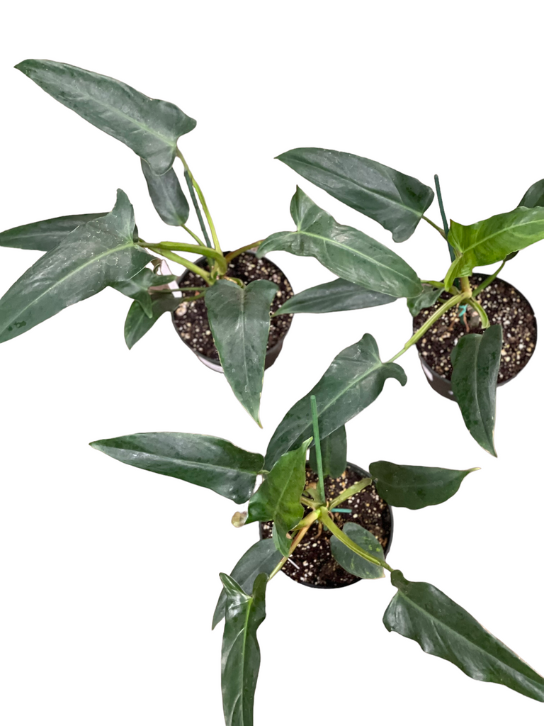 mexicanum philodendron Philodendron Mexicanum – Jordan's Jungle