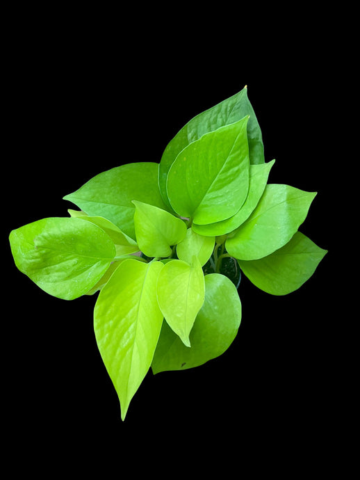 Epipremnum 'Neon' (Pothos)