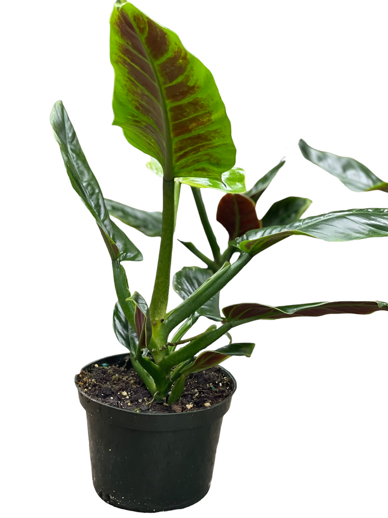 sujitha philodendron Philodendron Subhastatum – Jordan's Jungle