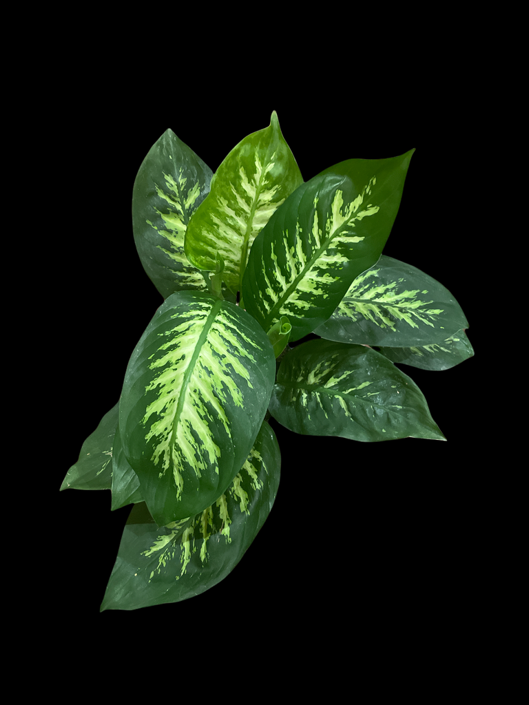 dieffenbachia black sea Dieffenbachia Tropic Snow – Jordan's Jungle