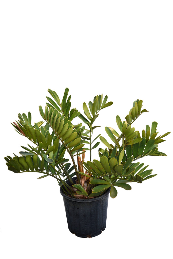 Zamia Furfuracea 'Cardboard Palm' – Jordan's Jungle