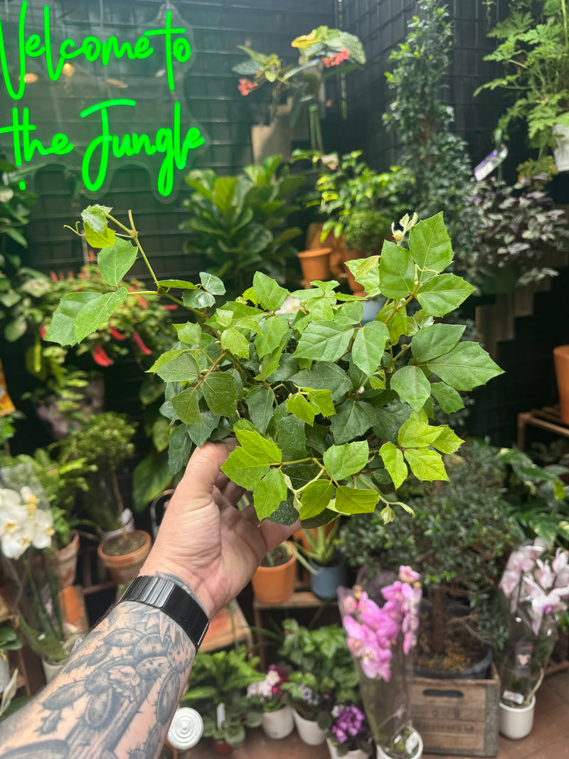 cissus indoor plant Cissus rhombifolia 'Grape Ivy' – Jordan's Jungle
