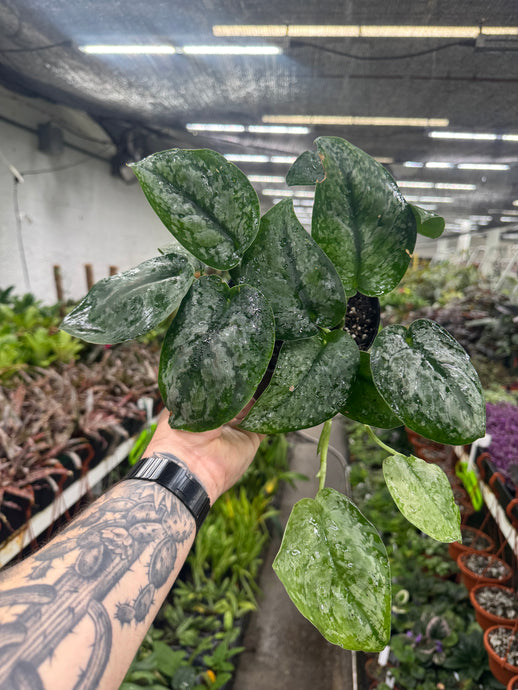 Scindapsus exotica 'Mount Salak'