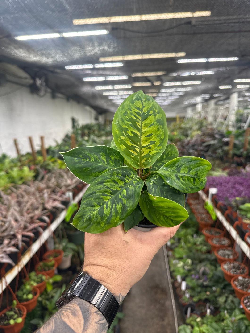 Homalomena Selby (Camouflage)