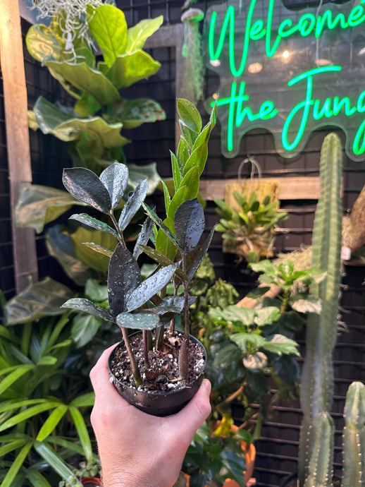 ZZ Plant 'Zamicro' Black
