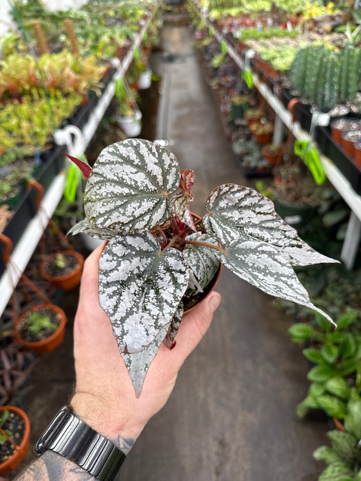 Begonia Rex 'Jolly Silver'