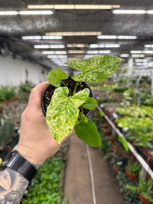 Syngonium podophyllum 'Mojito'