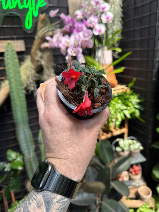 Dendrobium cuthbertsonii f. red