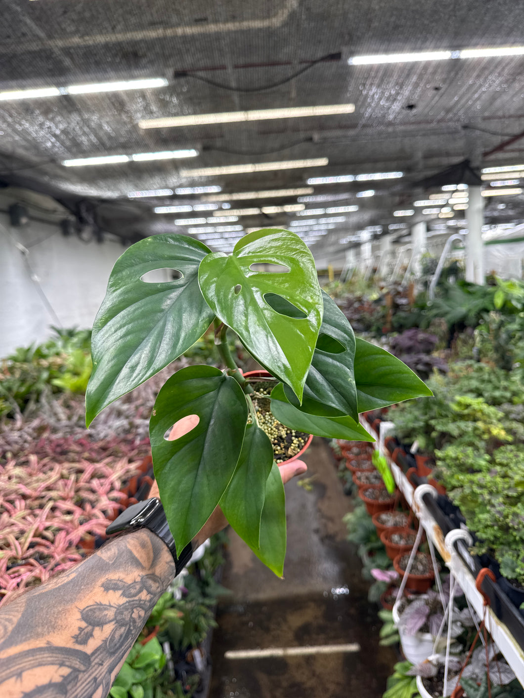 philodendron rhaphidophora Rhaphidophora pertusa – Jordan's Jungle