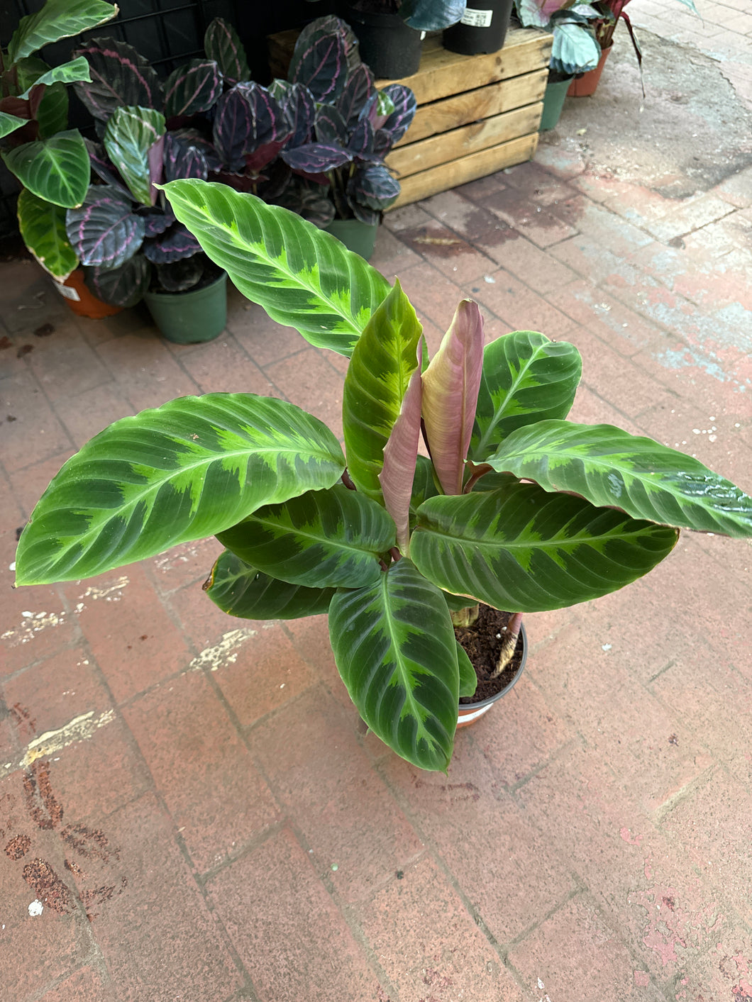 Goeppertia warcewiczii (Calathea)