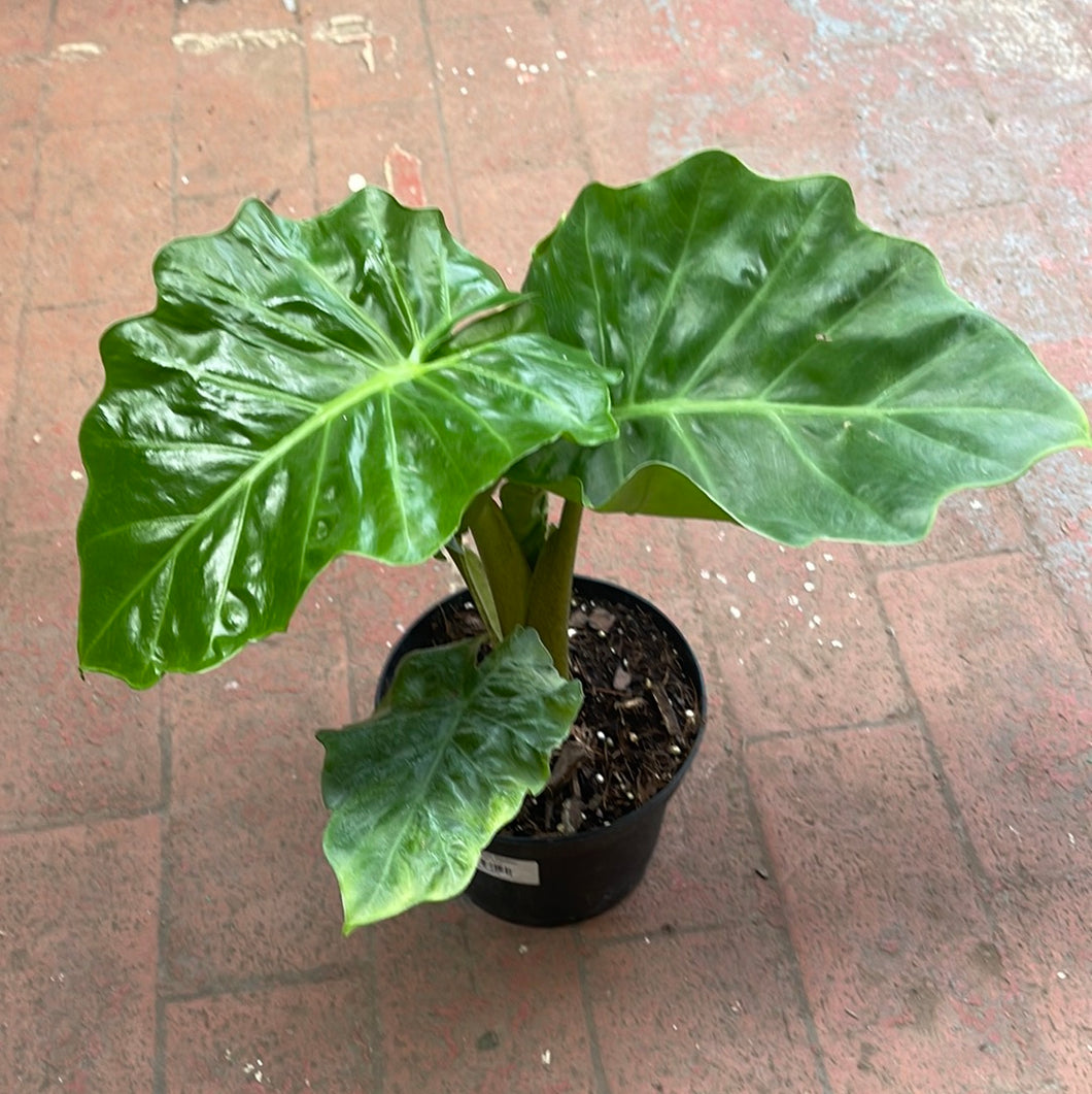 Alocasia Low Rider