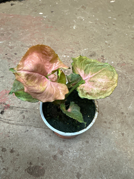Syngonium Strawberry Ice