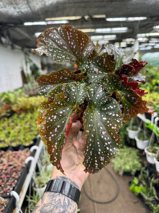 Begonia ‘Cracklin Rosie’