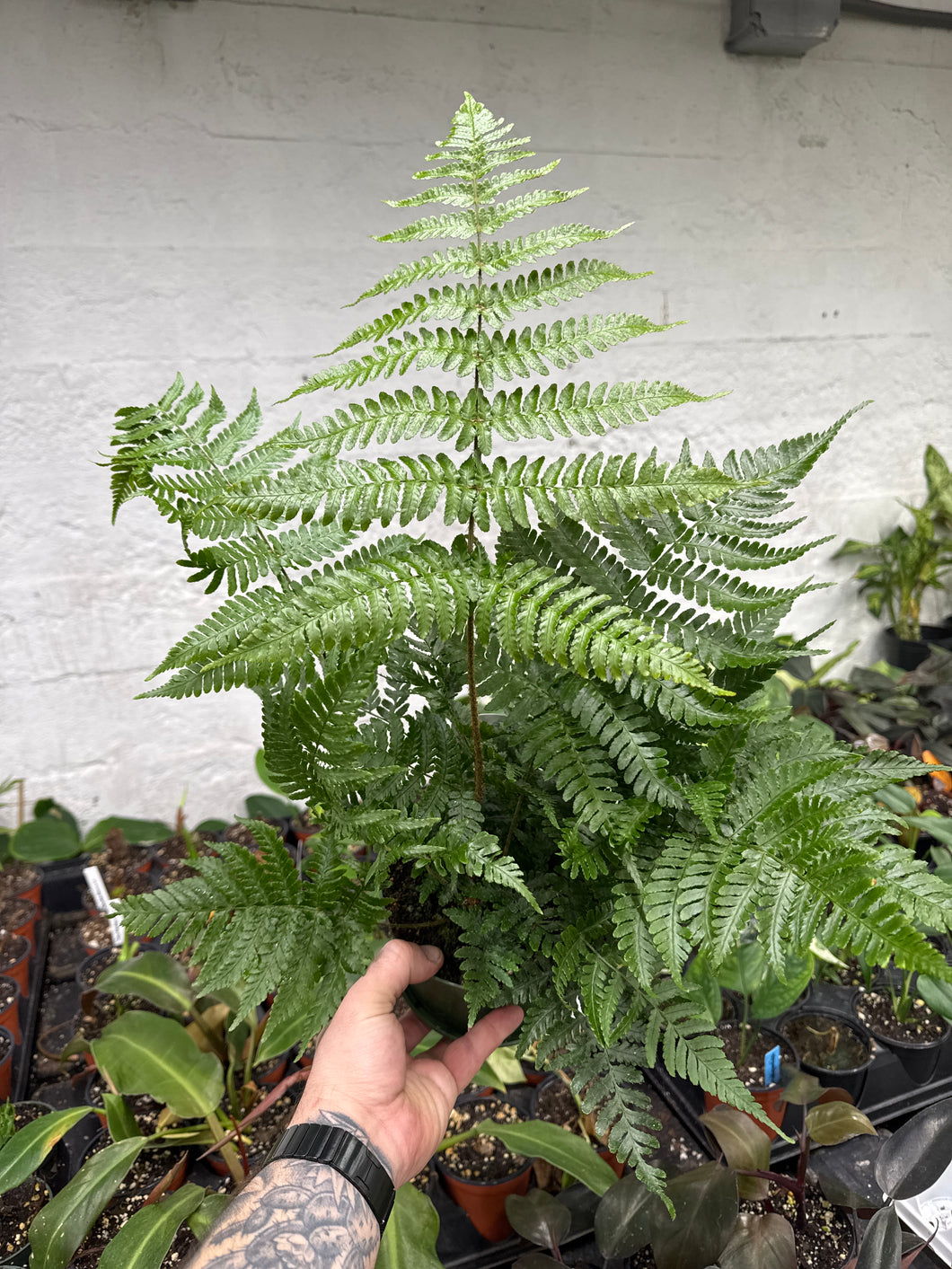 Autumn Fern - Dryopteris erythrosora