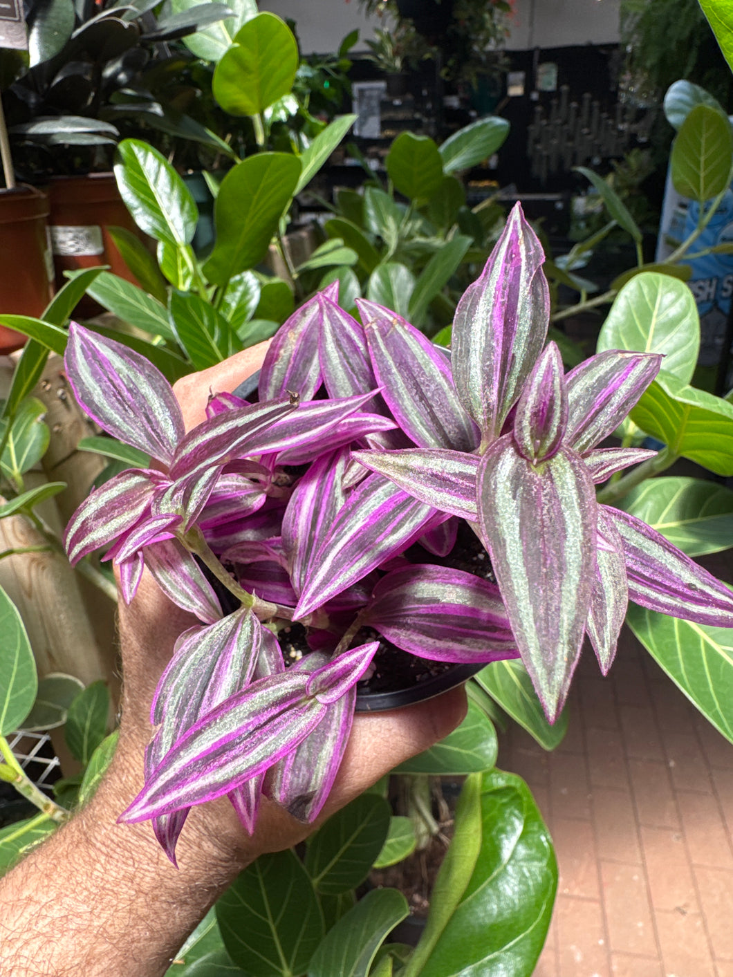 Tradescantia 'pink paradise'