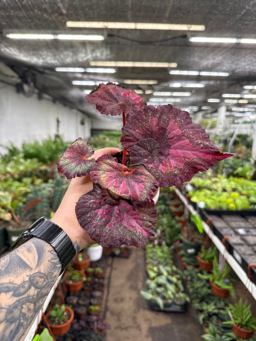 Begonia Rex ‘Harmony's Stained Glass'