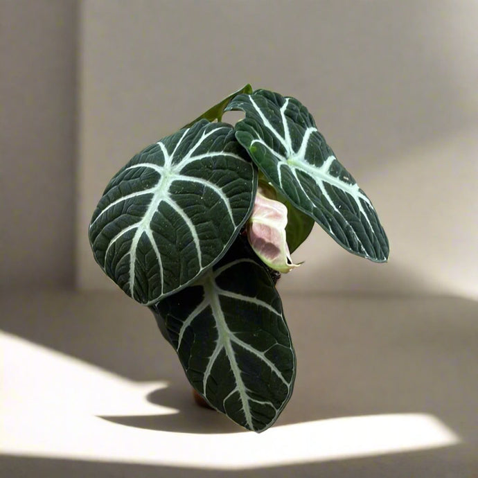 Alocasia Ninja