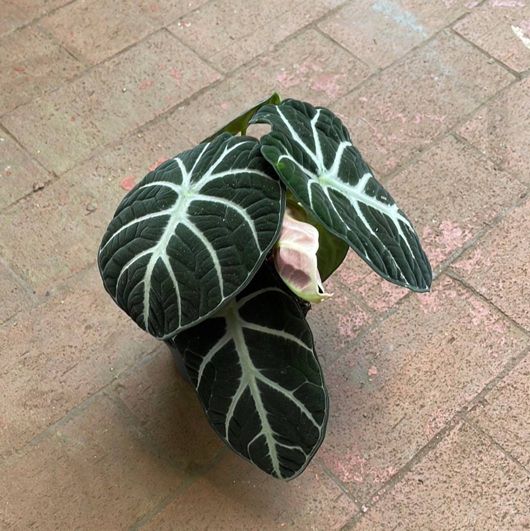 Alocasia Ninja