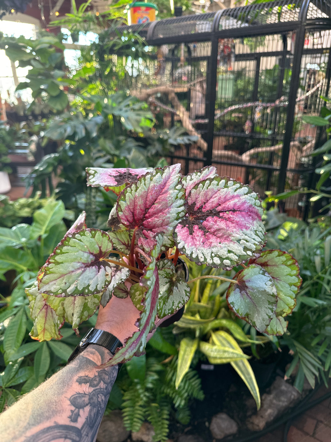 Begonia Rex ‘Raspberry Swirl'