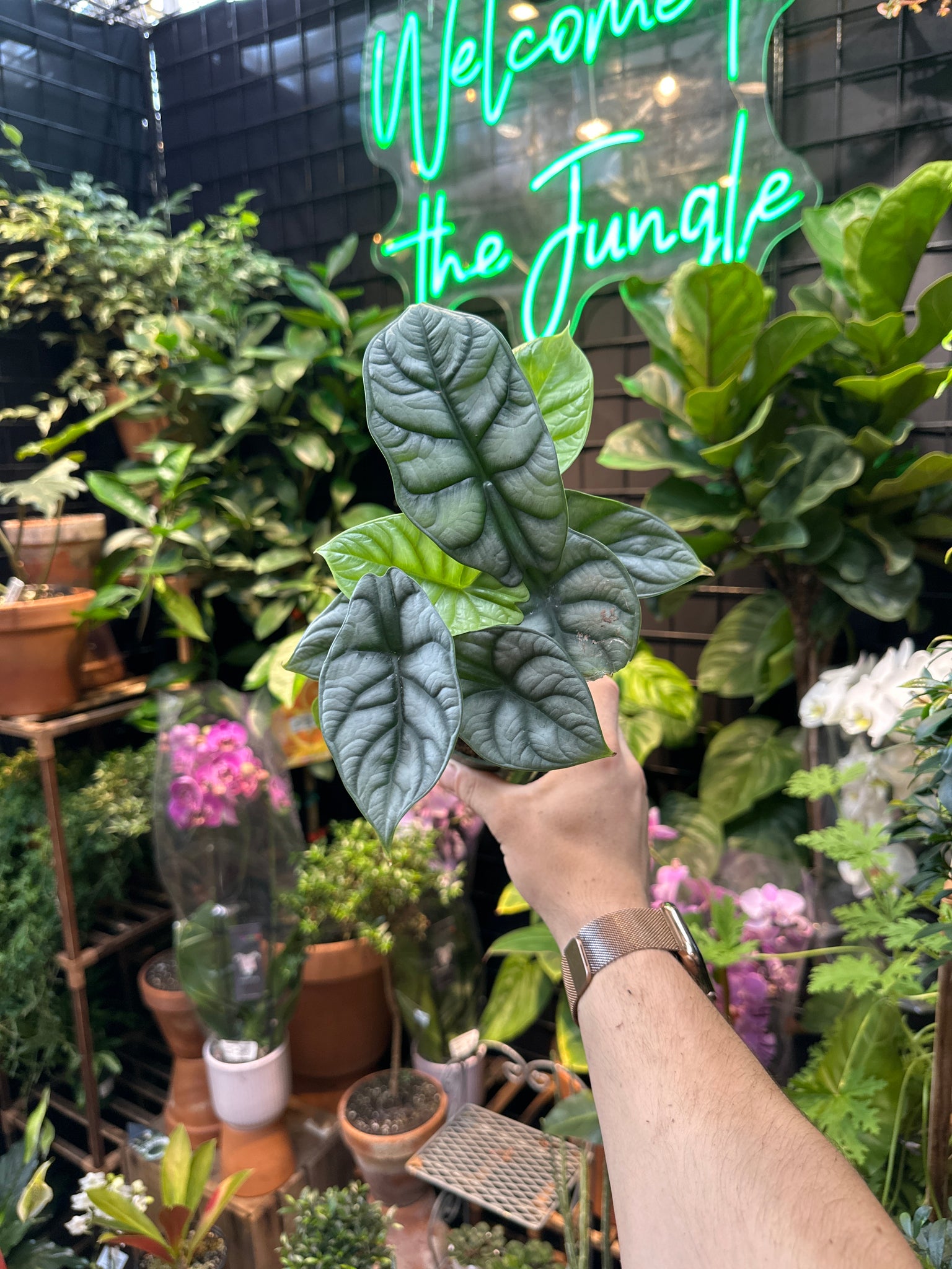 Alocasia 'Silver Dragon' - Thumbnail 2