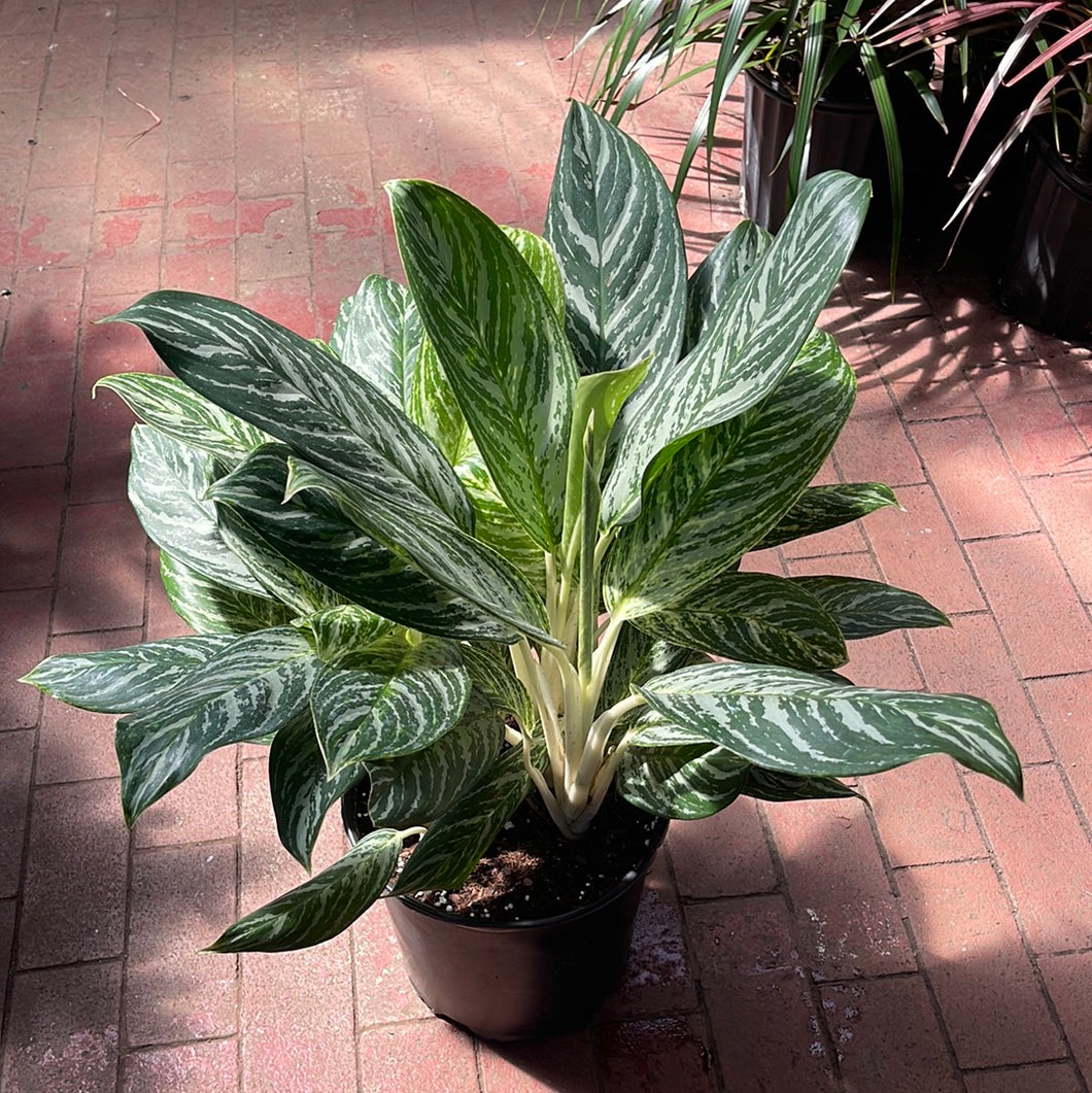 Aglaonema Golden Madonna