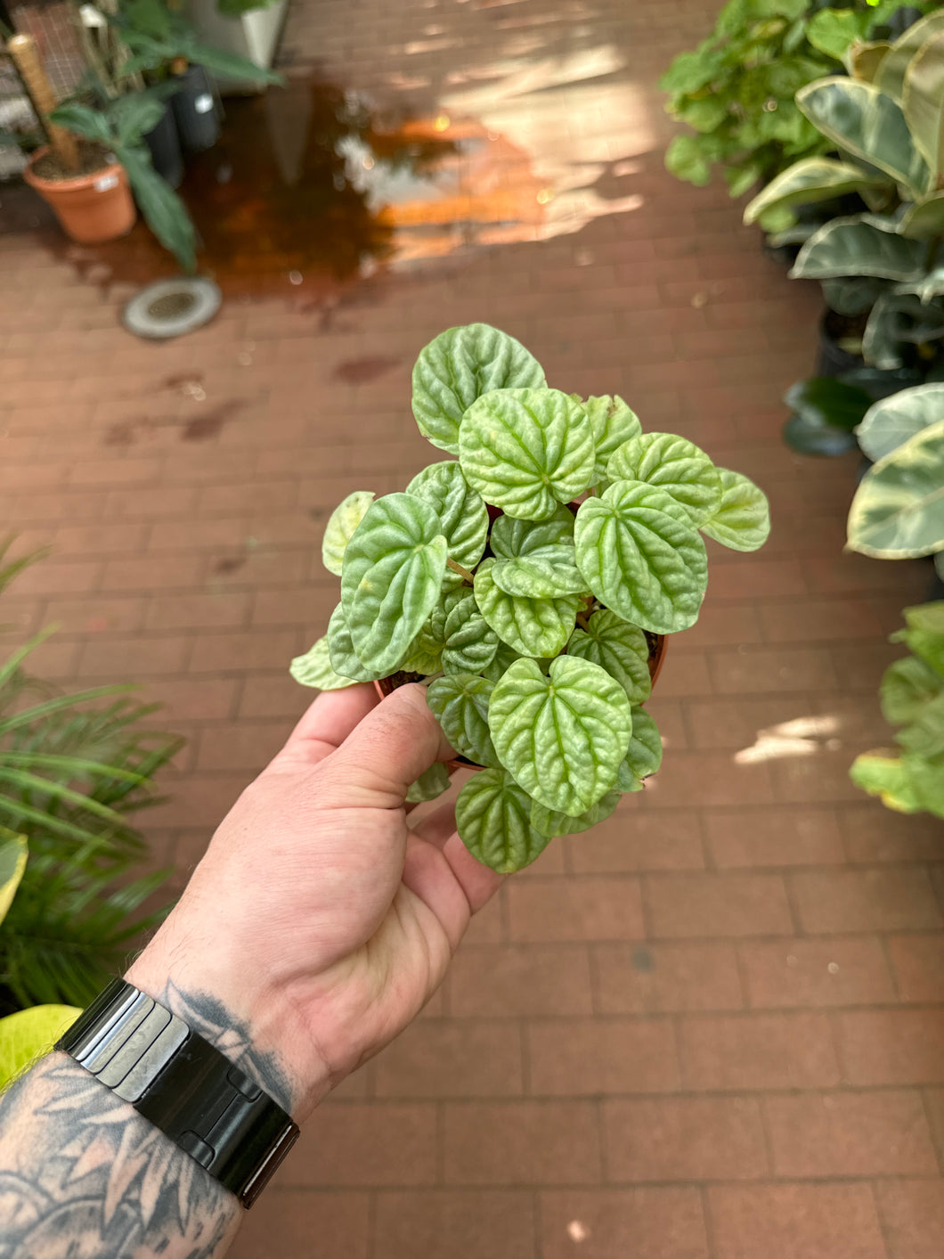 Peperomia Silver Dragon