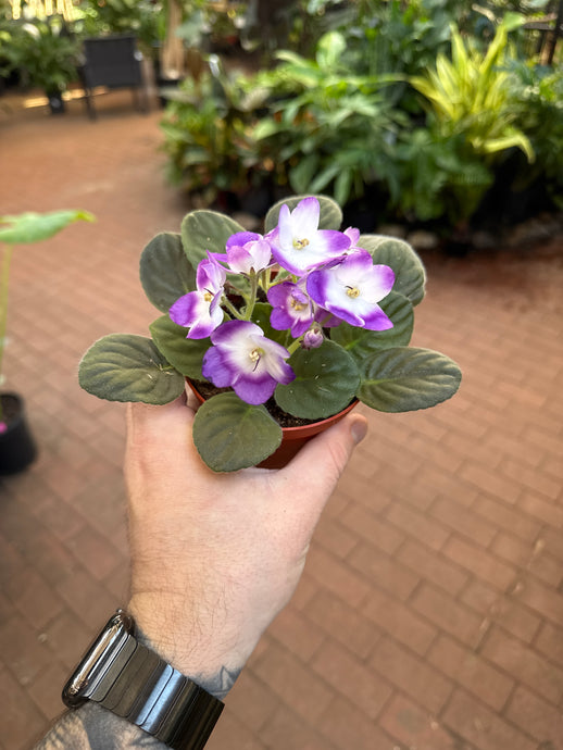 African Violet 'Dali'
