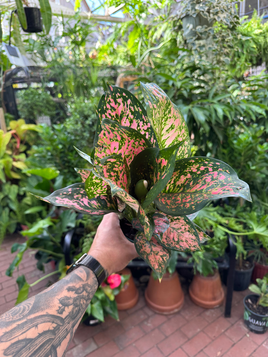 Aglaonema 'Red Valentine'