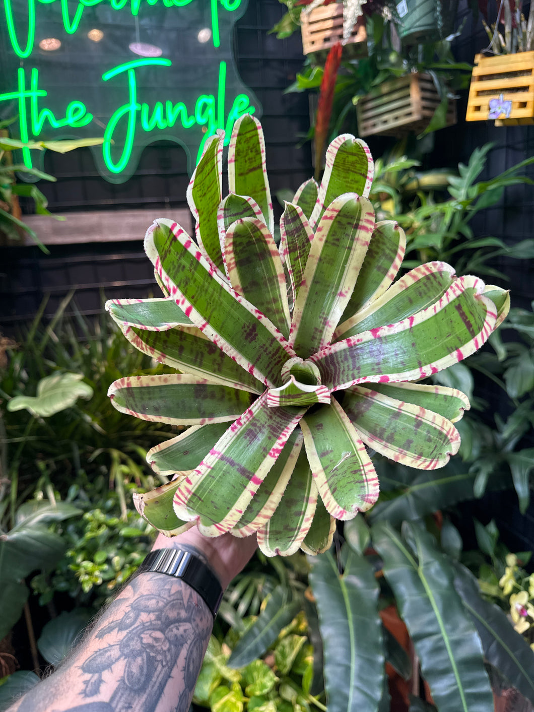 Neoregelia 'White Rabbit'