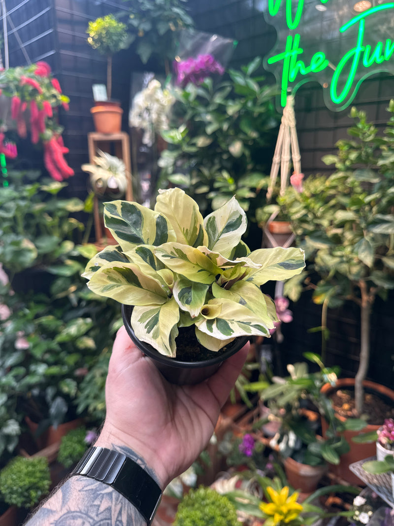 Calathea 'Yellow Allusion – Jordan's Jungle