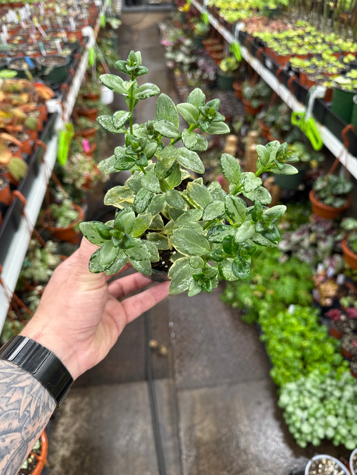 Nematanthus gregarius variegated