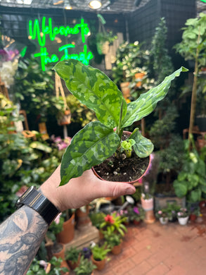 Aglaonema Pictum Tricolor