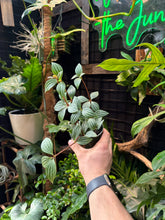Peperomia puteolata (Stilt)