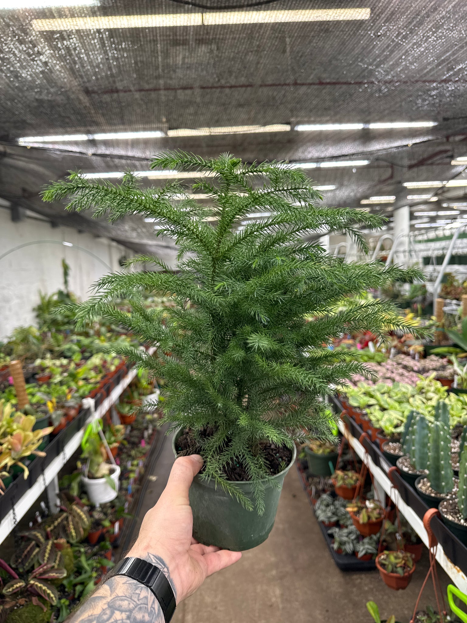 Norfolk Island Pine
