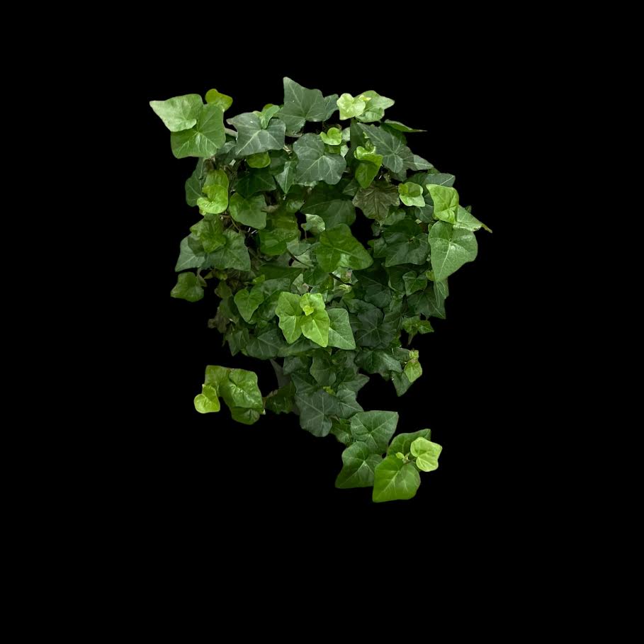 Hedera (English Ivy)