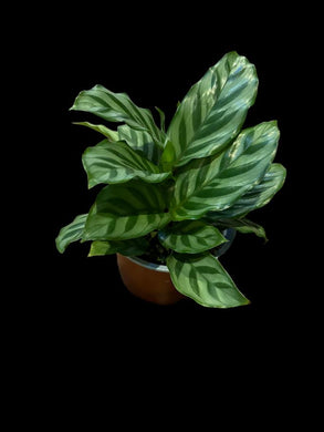 Calathea Freddie